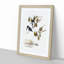 Little Kingfishers by Elizabeth Gould - Picture Frame Painting Print-55580673-55580676