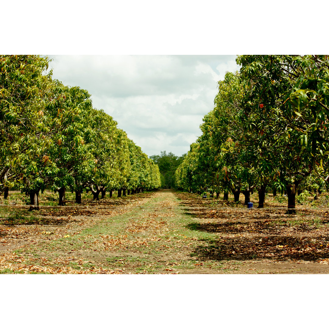 Leinwandbild Mangobaum-Plantage