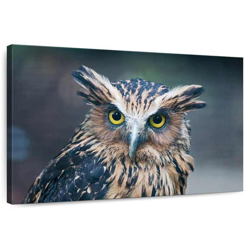 Brampt Staring Great Horned Owl, 20" H x 30" W