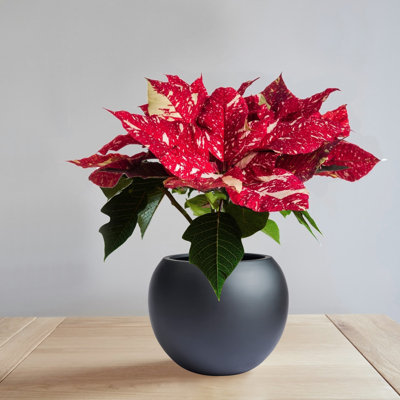 Pot de fleurs Dorlis Fiberstone