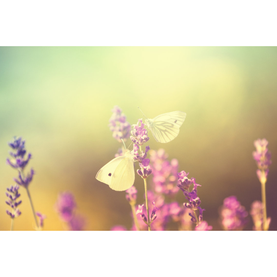 Schmetterlinge auf Lavendel von Rike - Leinwandbild