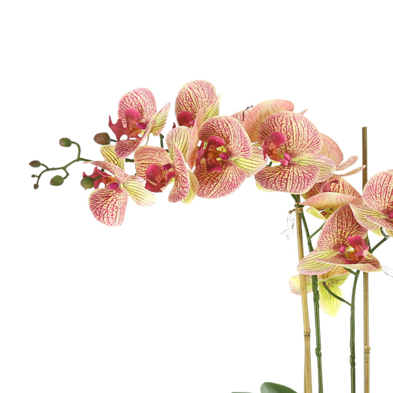Arrangement d'orchidées en pot, Or rose