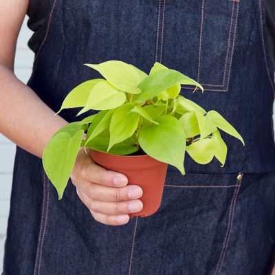 House Plant Shop Live Philodendron Plant