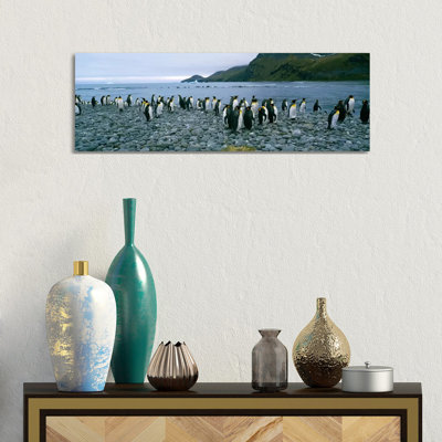 Colony Of King Penguins On The Beach, South Georgia Island, Antarctica - Wrapped Canvas Panoramic Print