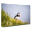 Lone Atlantic Puffin - Wrapped Canvas-55365125