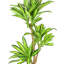 Arbre Dracaena artificiel 72 po en pot