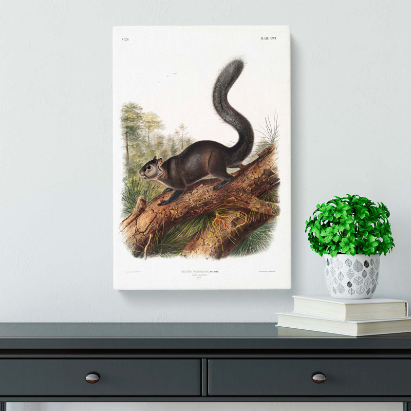 Dusky Squirrel by J.W. Audubon - Wrapped Canvas, 60cm H x 40cm W x 3cm D