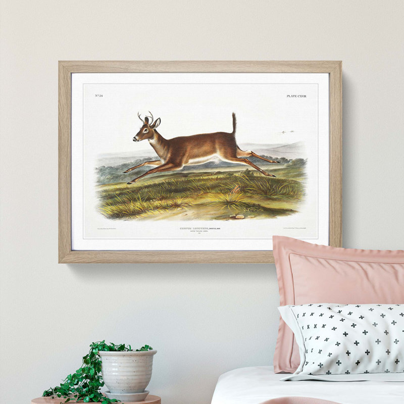 Long-Tailed Deer by J.W. Audubon - Picture Frame Painting Print, Oak, 50cm H x 76cm W x 2cm D