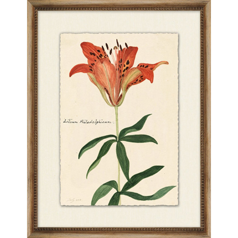 Lilium Painting