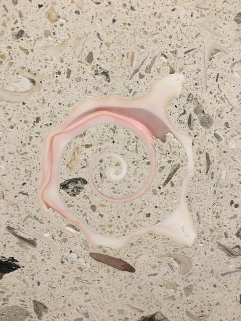 6" x 6" SeaStone Cement Cut Shell Scroll Fossil Bevel Edge Medallion Tile in Beige