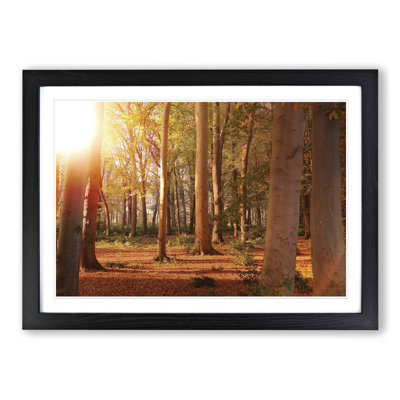 Landscape Autumn Forest Wood Framed Print