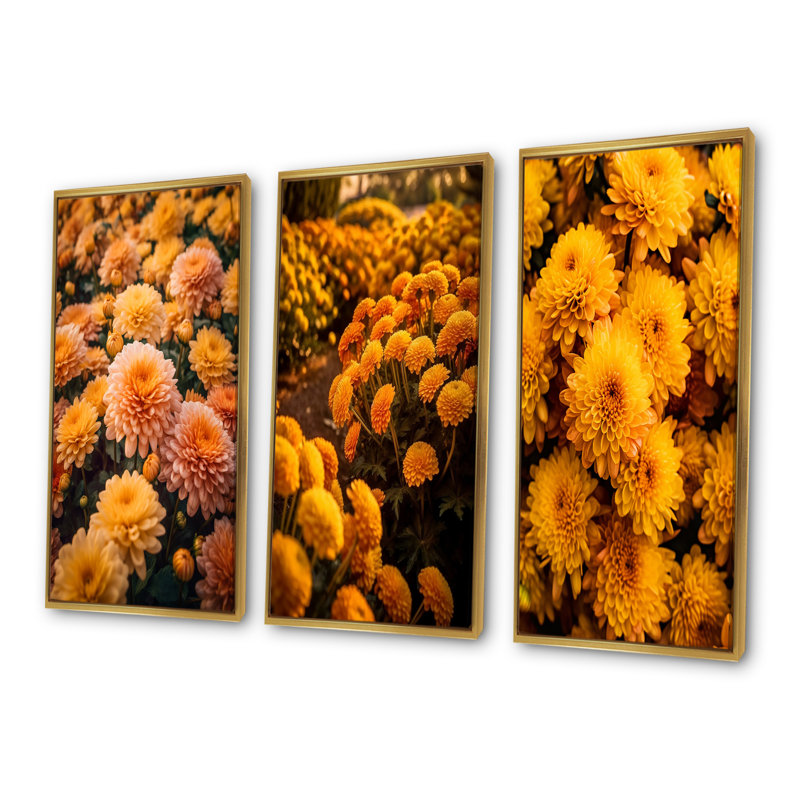 Yellow Chrysanthemums Field At Sunrise, Gold Floater Framed, 32'' H x 48'' W