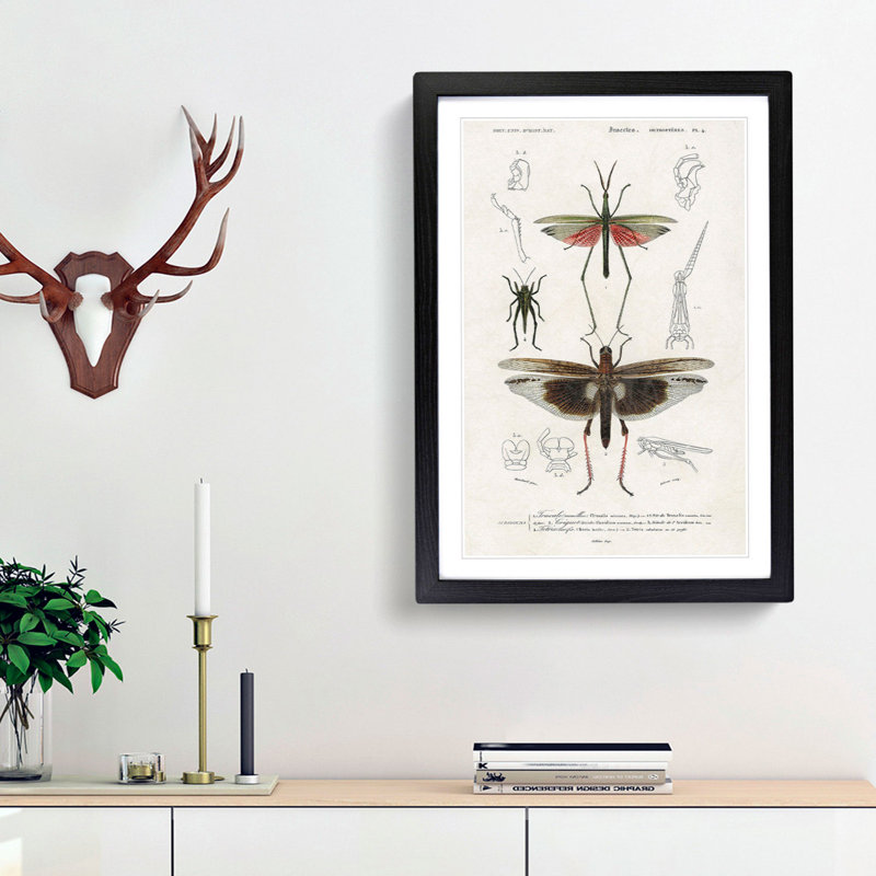 Insect Illustrations PL.4 by Charles d'Orbigny - Picture Frame Painting Print, 65cm H x 48cm W x 2cm D, Black Framed