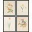 Garden Wildflower Variété campagne / campagne encadrée sur papier, 4 pièces-97782757-97782755