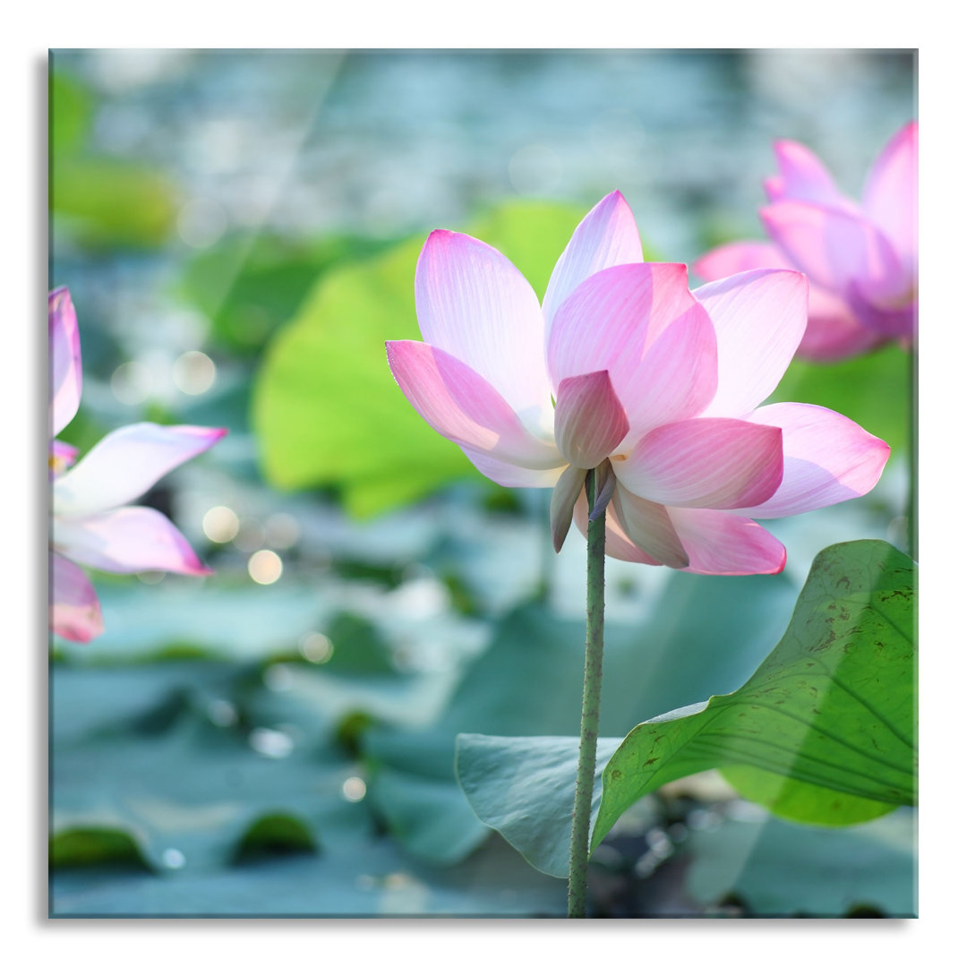 Ungerahmtes Foto auf Glas "Lotusblüte in einem Teich"