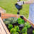 Backyard Discovery Aggie Cedar Wood Cold Frame Mini Greenhouse Planter with Temperature-Activated Polycarbonate Lid