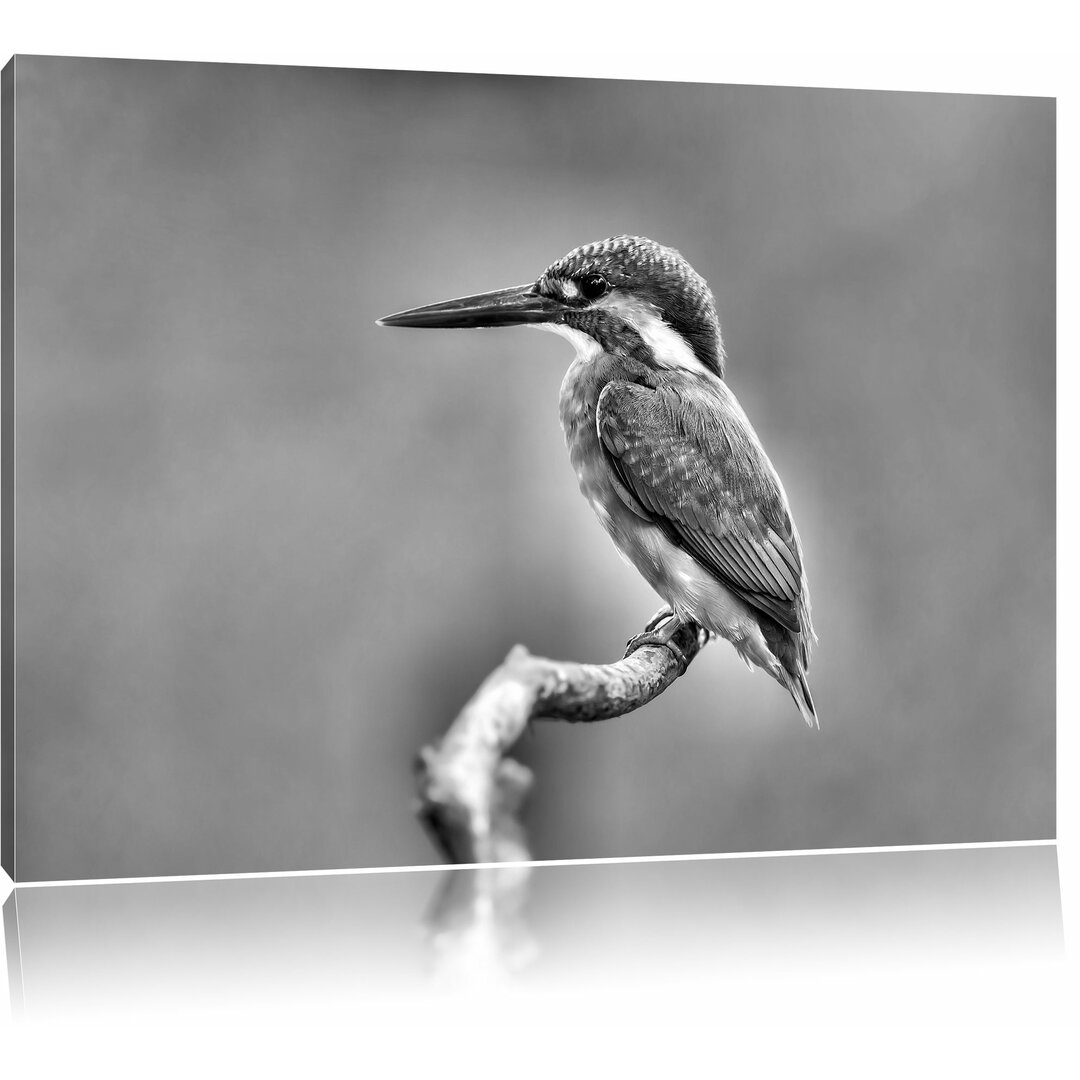 Leinwandbild Kleiner Eisvogel in Monochrom