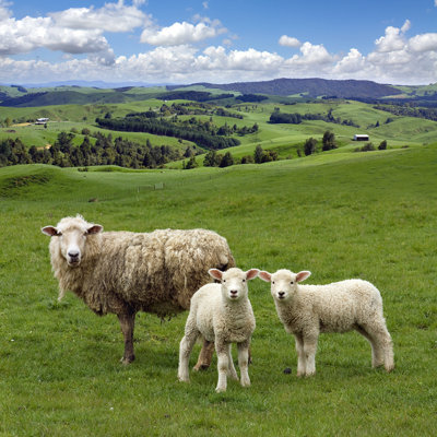 " Sheep And Lambs " by Natmint