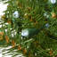 The Holiday Aisle® Memory-Shape Norwood Fir Wreath with White LED Lights-1557272617