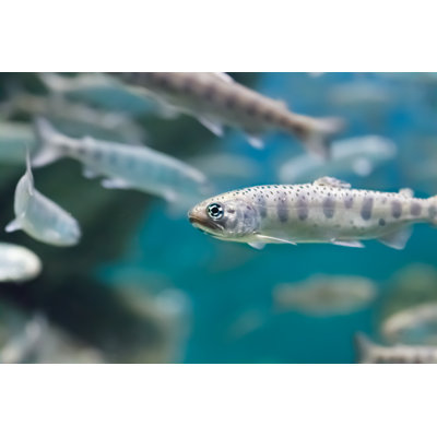 Heilman Trouts - Wrapped Canvas Print