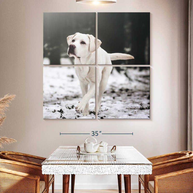 Brampt Labrador Retriever, 50" H x 50" W