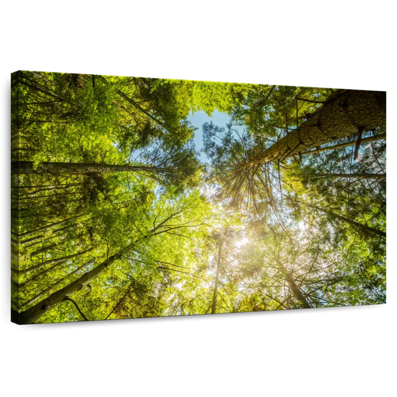 Harnek Tree Top, 16" H x 24" W