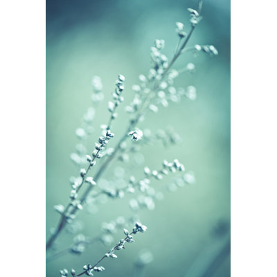Winter Wildflower by Jasmina007 - Print