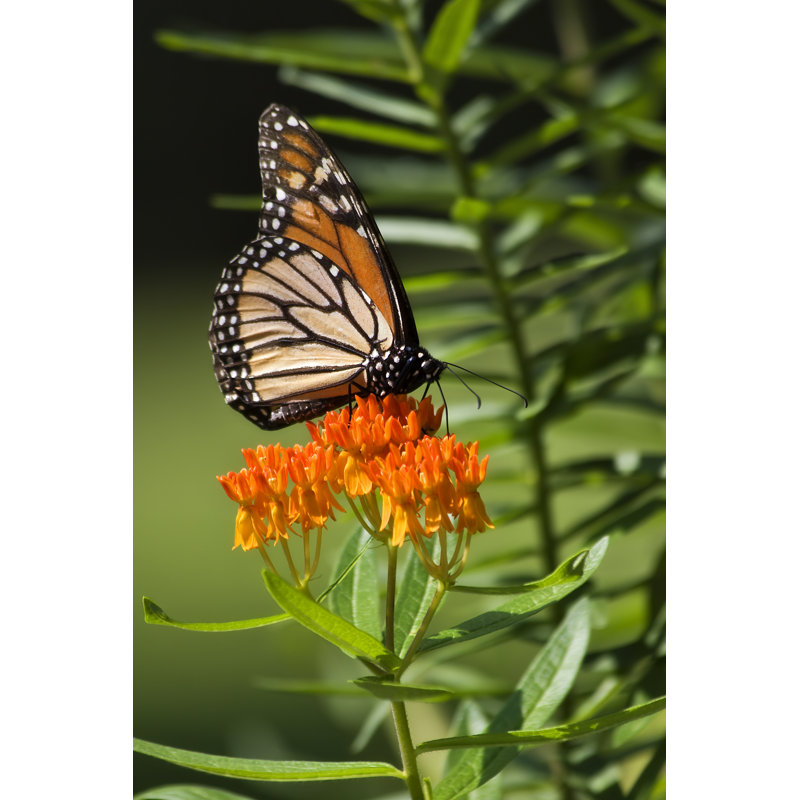 Monarch On Milkweed by Jilllang - Wrapped Canvas Print, 76cm H x 51cm W x 3.8cm D