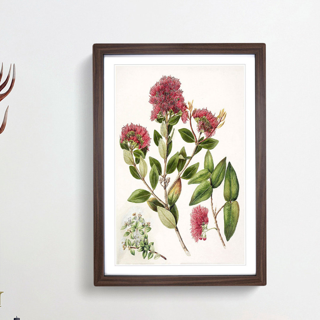 Aka. Rata Flowers by Sarah Featon - Framed Print
