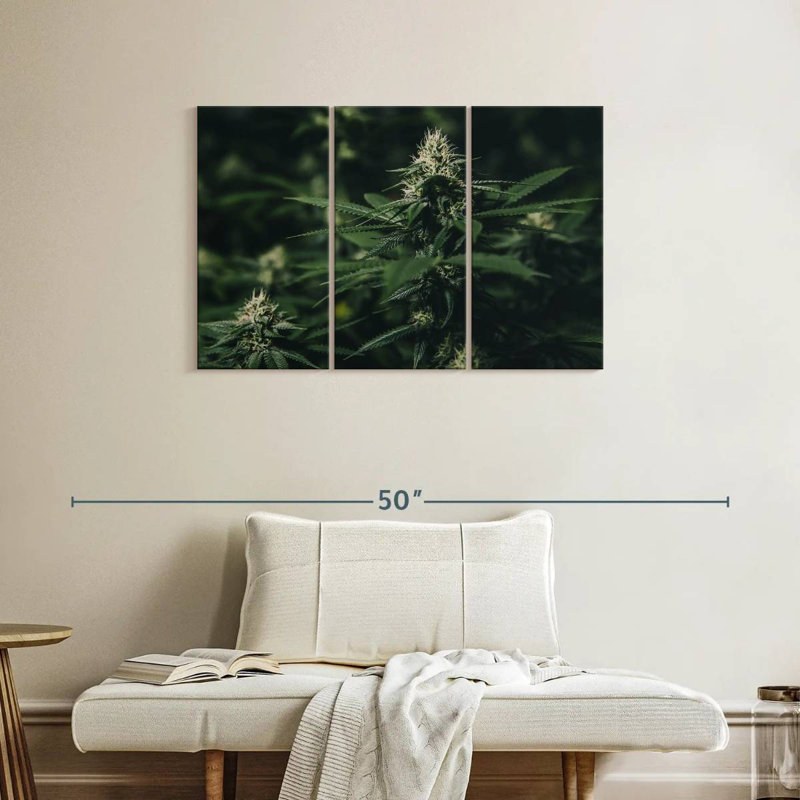 Marijuana fraîche Harnek, H 24 po x l 38 po