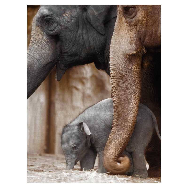 " Family Moment " by Danita Delimont, 36" H x 24" W x 2" D