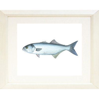 " Blue Fish " by Damon Crook