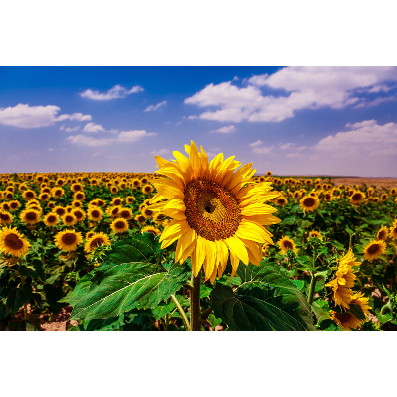 Sunflower by Okanmetin - Wrapped Canvas Print, 51cm H x 76cm W