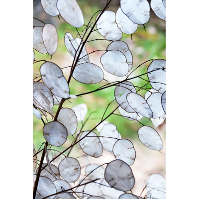 Honesty Plant by Brytta - Print