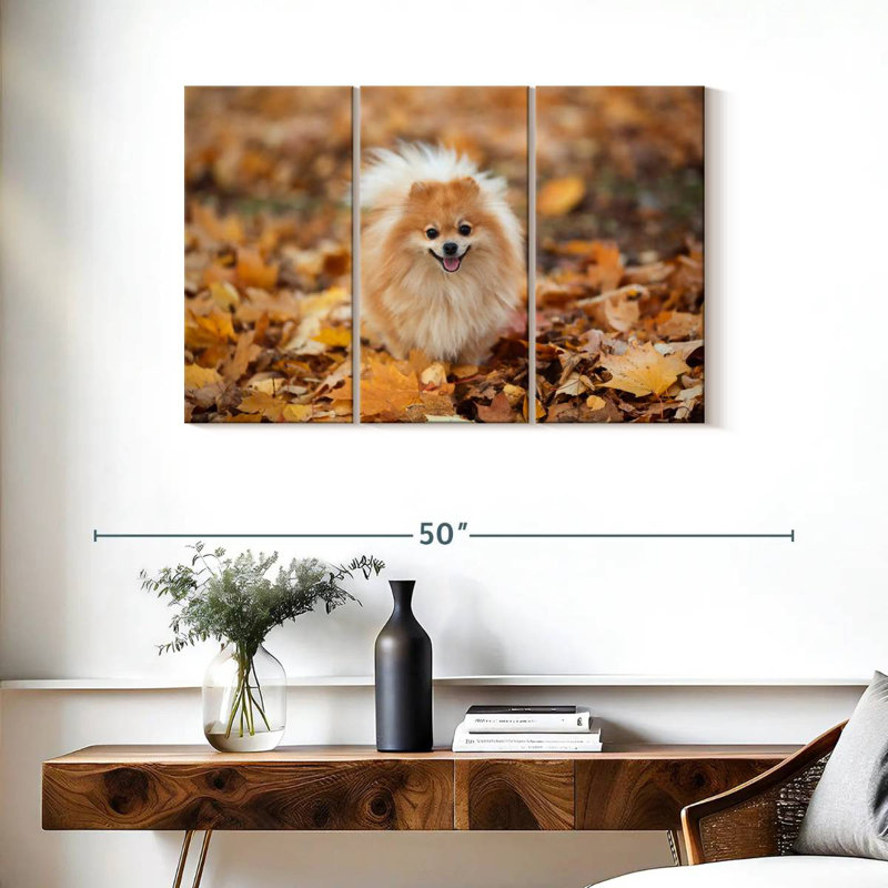 Spitz allemand Brampt sur une promenade d'automne, H 24 po x l 38 po
