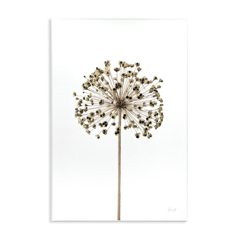 «Minimal Allium Bud» par Deborah Revell, H 15 po x l 10 po