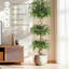 Plant-1645508730
