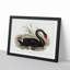 Black Swan by Elizabeth Gould - Framed Print-55512522-55512526