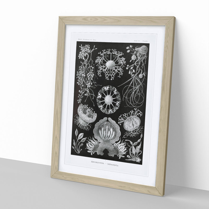 Ascomycete Fungi by Ernst Haeckel - Picture Frame Graphic Art, 48cm H x 36cm W x 2cm D, Oak Framed