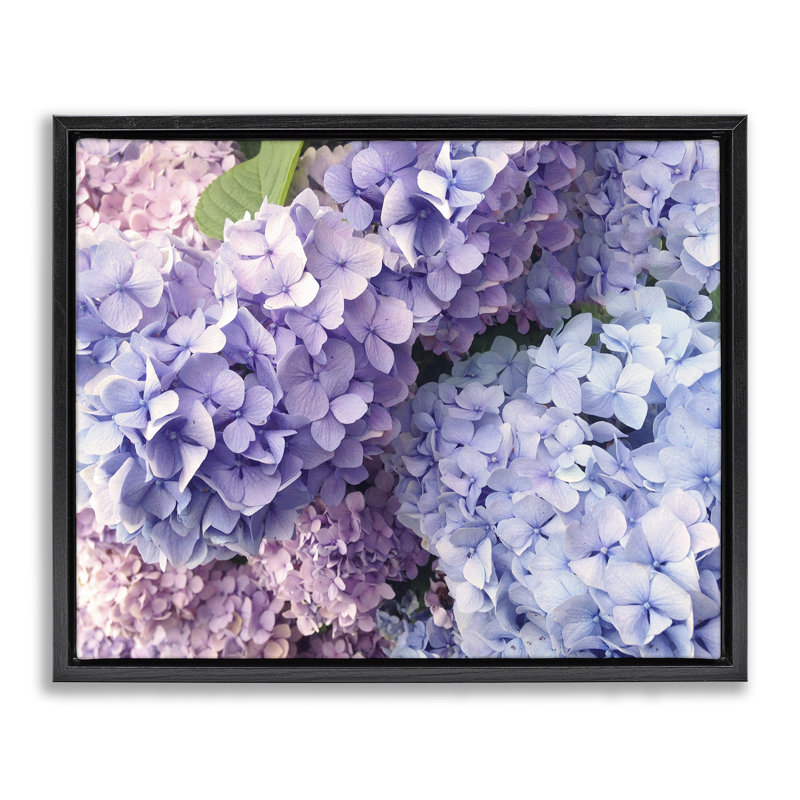 Pétales de fleurs d'hortensia pastel, H 21 po x l 17 po, Cadre flottant noir de jais
