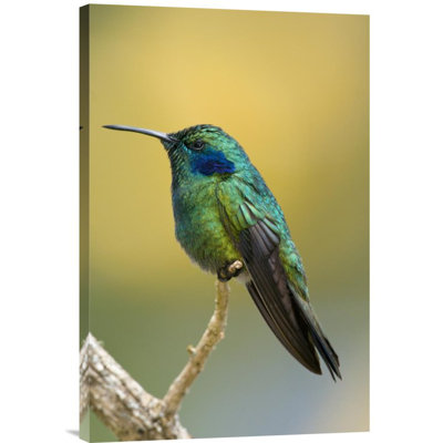 " Green Violet-Ear Hummingbird "