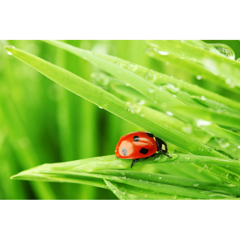 Coccinelle Orovada d'Ivanmikhaylov, H 12 po x l 18 po