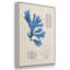 Algues bleu marine VI-91887796-91887797