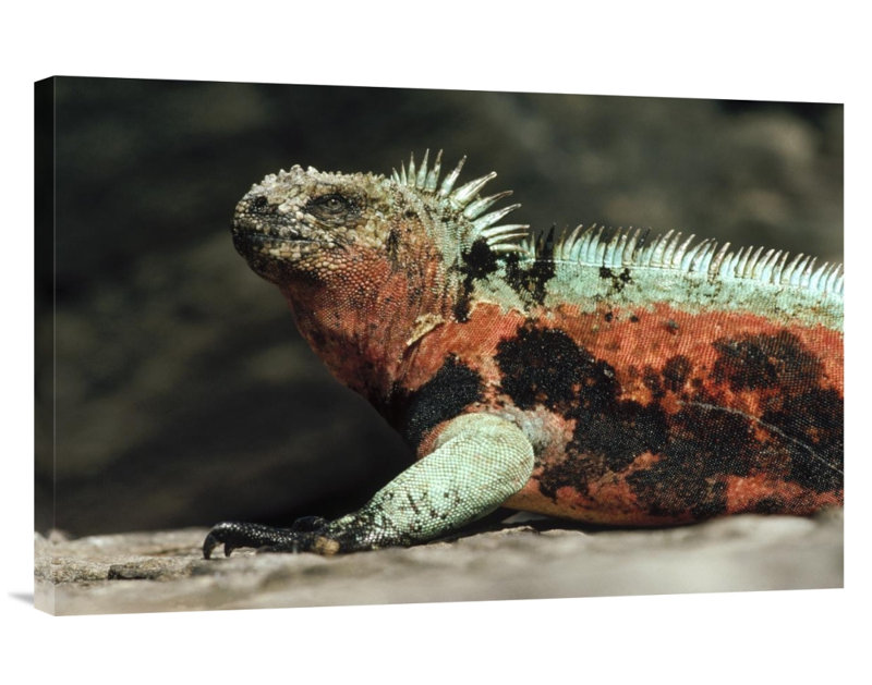 " Marine Iguana Male In Breeding Color, Galapagos Islands, Ecuador ", 20" H x 30" W, Wrapped Canvas