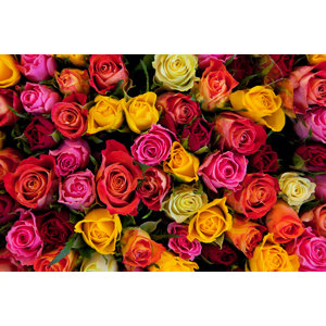 Colorful Roses Background - Wrapped Canvas Photograph