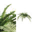 Varen Plant-100807404-100807406