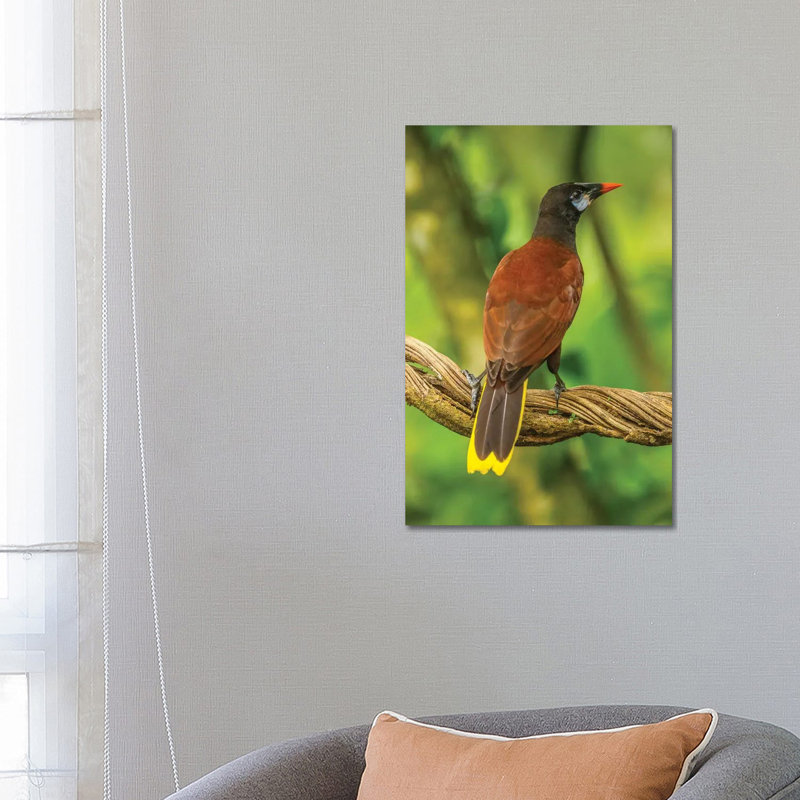 Costa Rica, Sarapiqui River Valley. Montezuma Oropendola Bird On Vine. by Jaynes Gallery - Wrapped Canvas Print