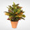 Real Touch Faux Croton Plant in Ceramic Pot
