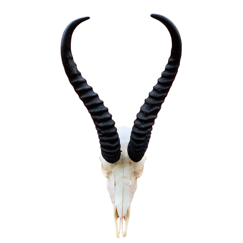 Aswath Real Springbok Antelope Skull