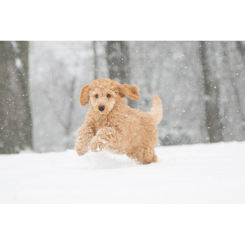 Poodle Snow Fun, L 36 po x H 24 po